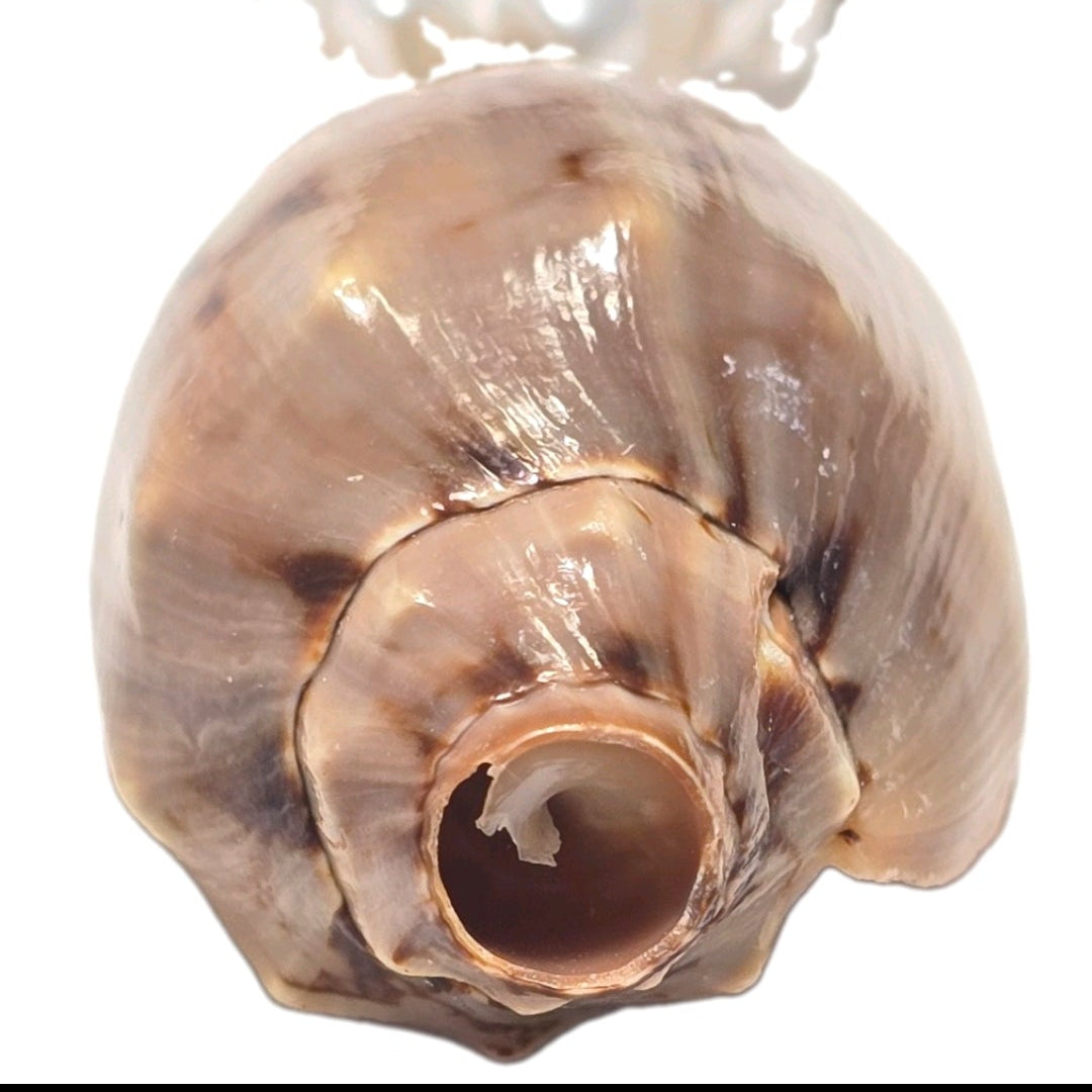 Handmade Natural Volute Sea Shell Boho Beach Summer Staple Necklace